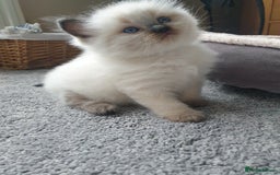 Ragdoll cats for sale: 5 fully seal point ragdoll kittens  - Image 16
