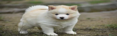 Pomsky 6