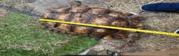 Tortoise reptiles for sale: Pair of Adult Sulcata Tortioses For Reluctant Sale in Coventry - Advert 5