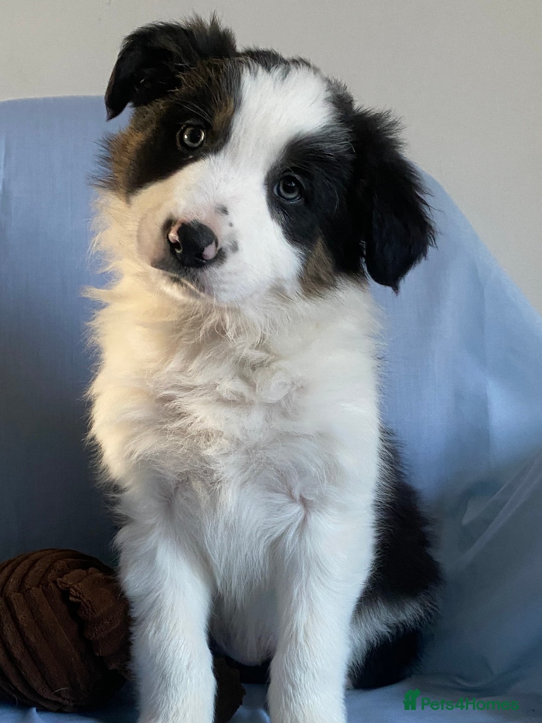 Border Collie dogs for sale: Border Collie Puppies | Health Tested Parents - Advert 4