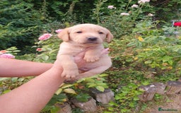 Labrador Retriever dogs for sale: Health Tested Fox Red Puppies for Sale - Image 26