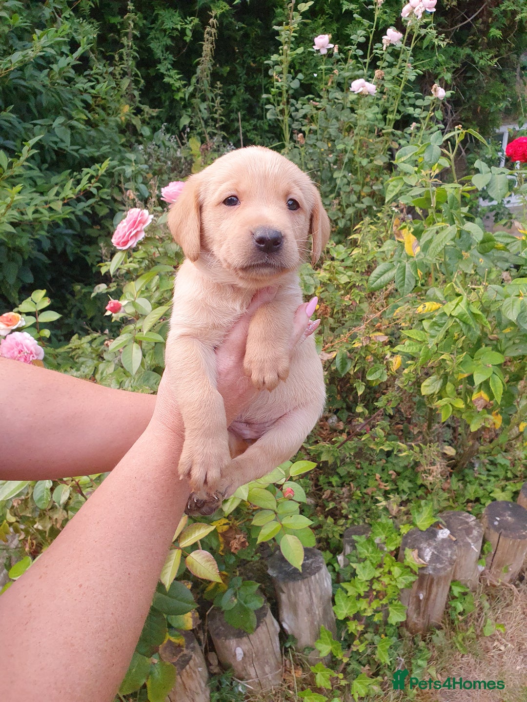 Labrador Retriever dogs for sale: Health Tested Fox Red Puppies for Sale - Image 26