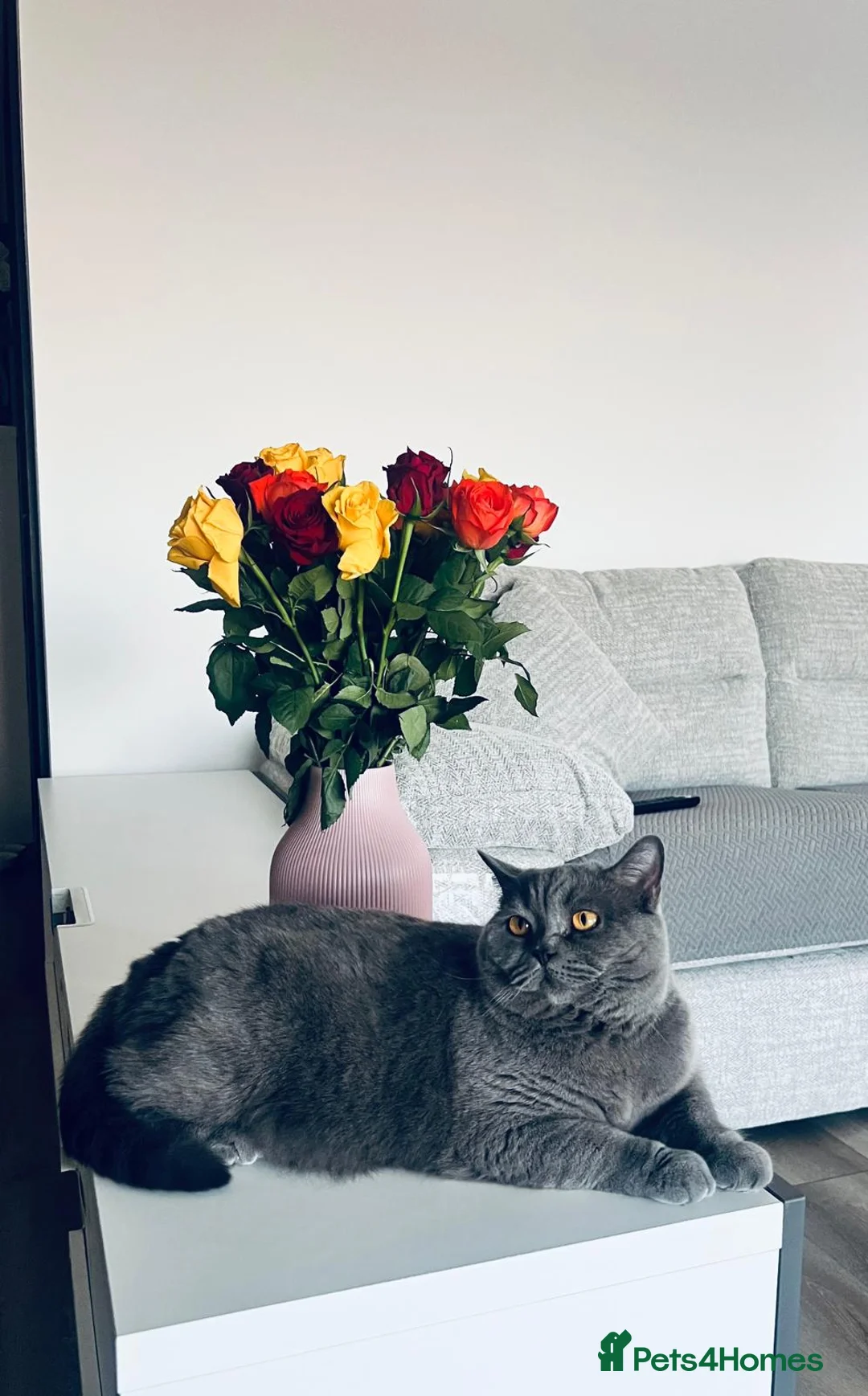 British Shorthair cats for sale: Charming British Shorthair with a Big Personality - Advert 2