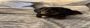 Miniature Dachshund Puppy 1