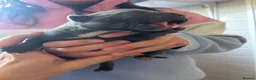 Staffordshire Bull Terrier dogs for sale: Staffordshire bull terrier puppy's  in Colchester - Advert 7