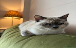 British Shorthair cats for sale: Beautiful British Shorthair x Ragdoll - Image 5