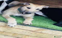 Mixed Breed dogs for sale: Female lurcher  - Image 3