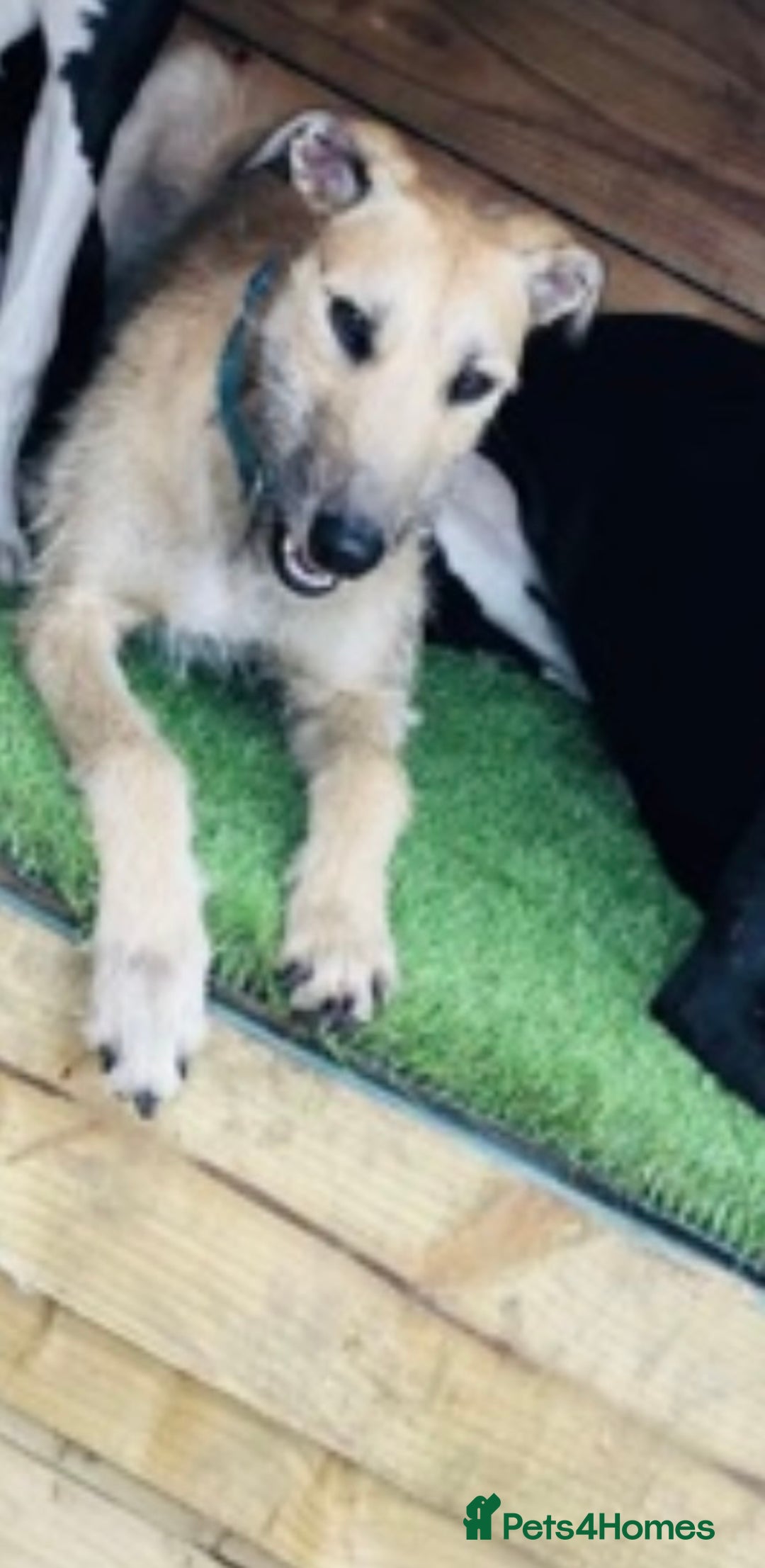 Mixed Breed dogs for sale: Female lurcher  - Image 3