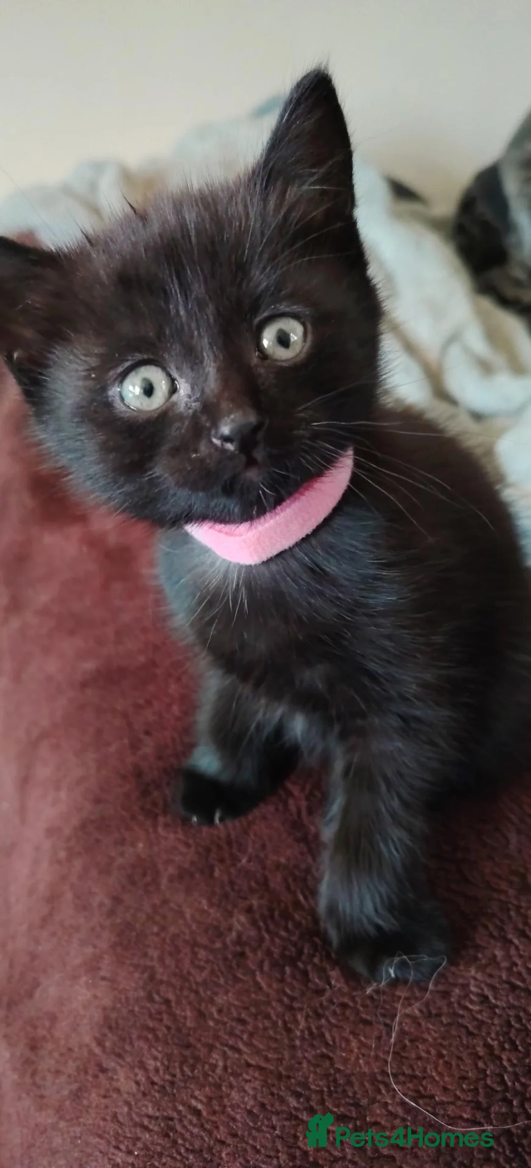British Shorthair cats for sale: 2 x kittens. Seeking forever home - Advert 2