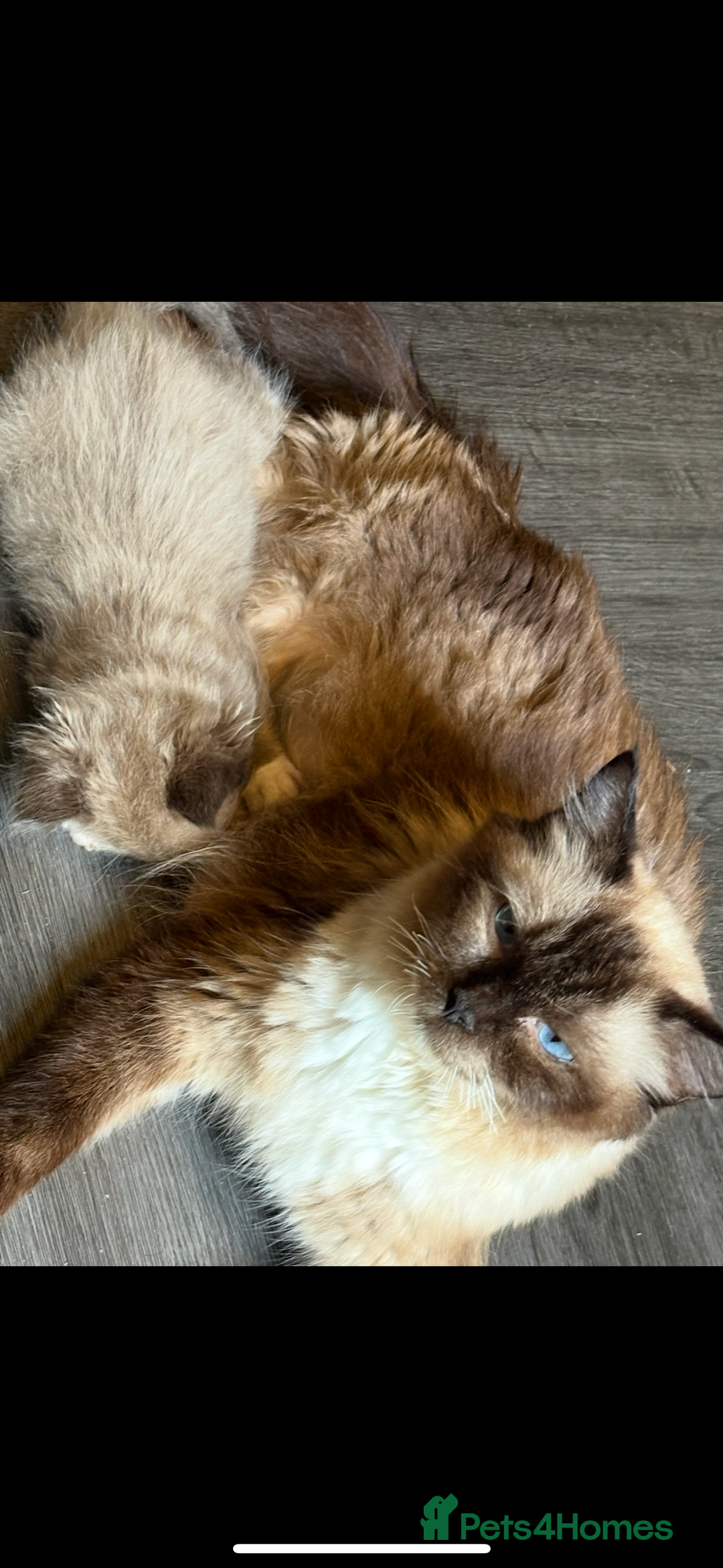 Ragdoll cats for sale: Beautiful mink ragdoll girls  - Advert 2