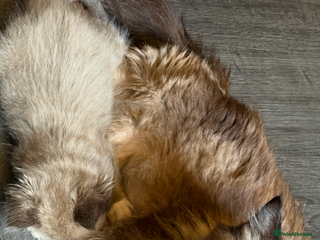 Ragdoll cats Beautiful mink ragdoll girls - Advert 1