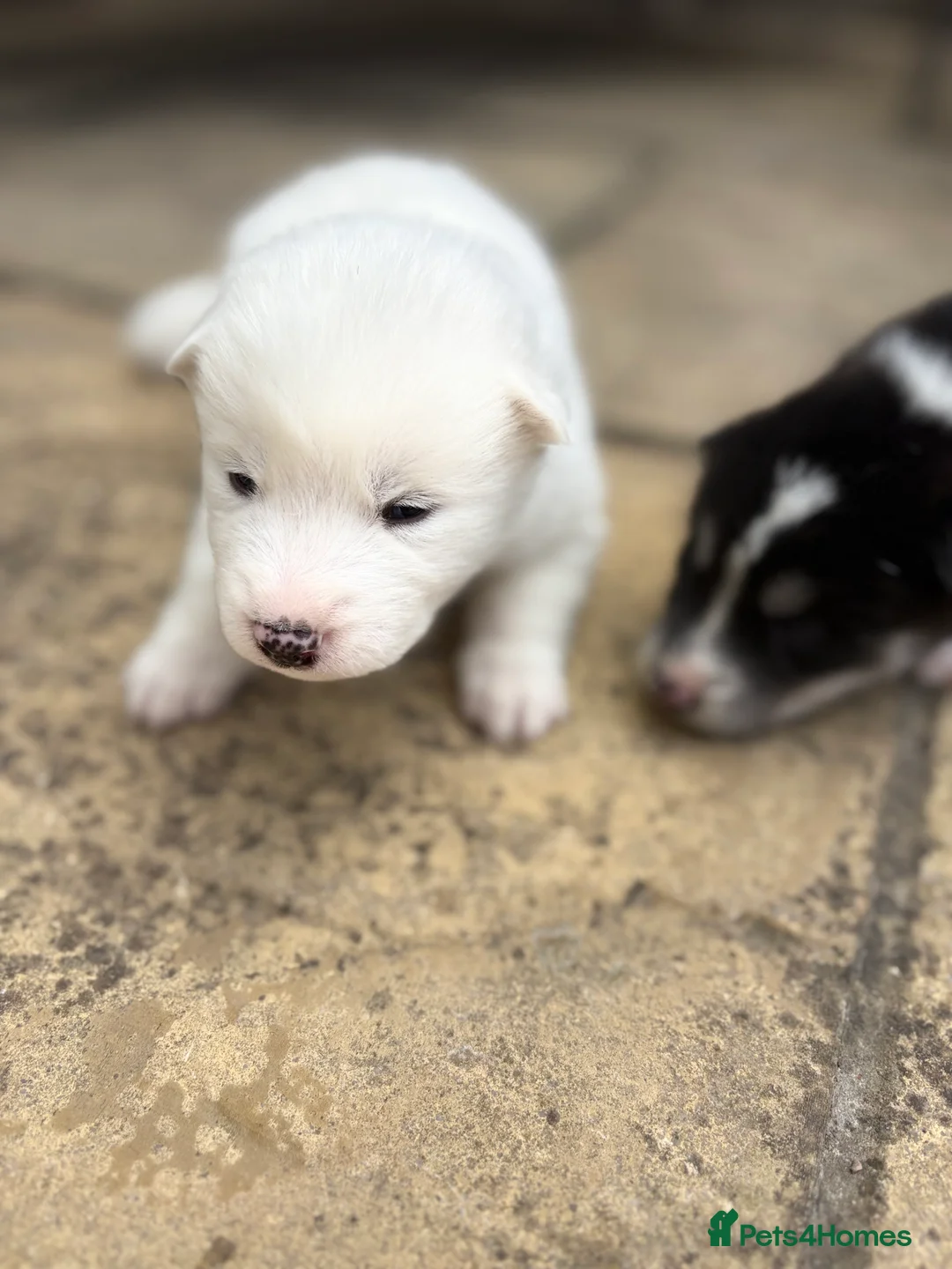 Mixed Breed dogs for sale: LAST PUPPY LEFT Samoyed x husky PRICE REDUCED - Advert 29