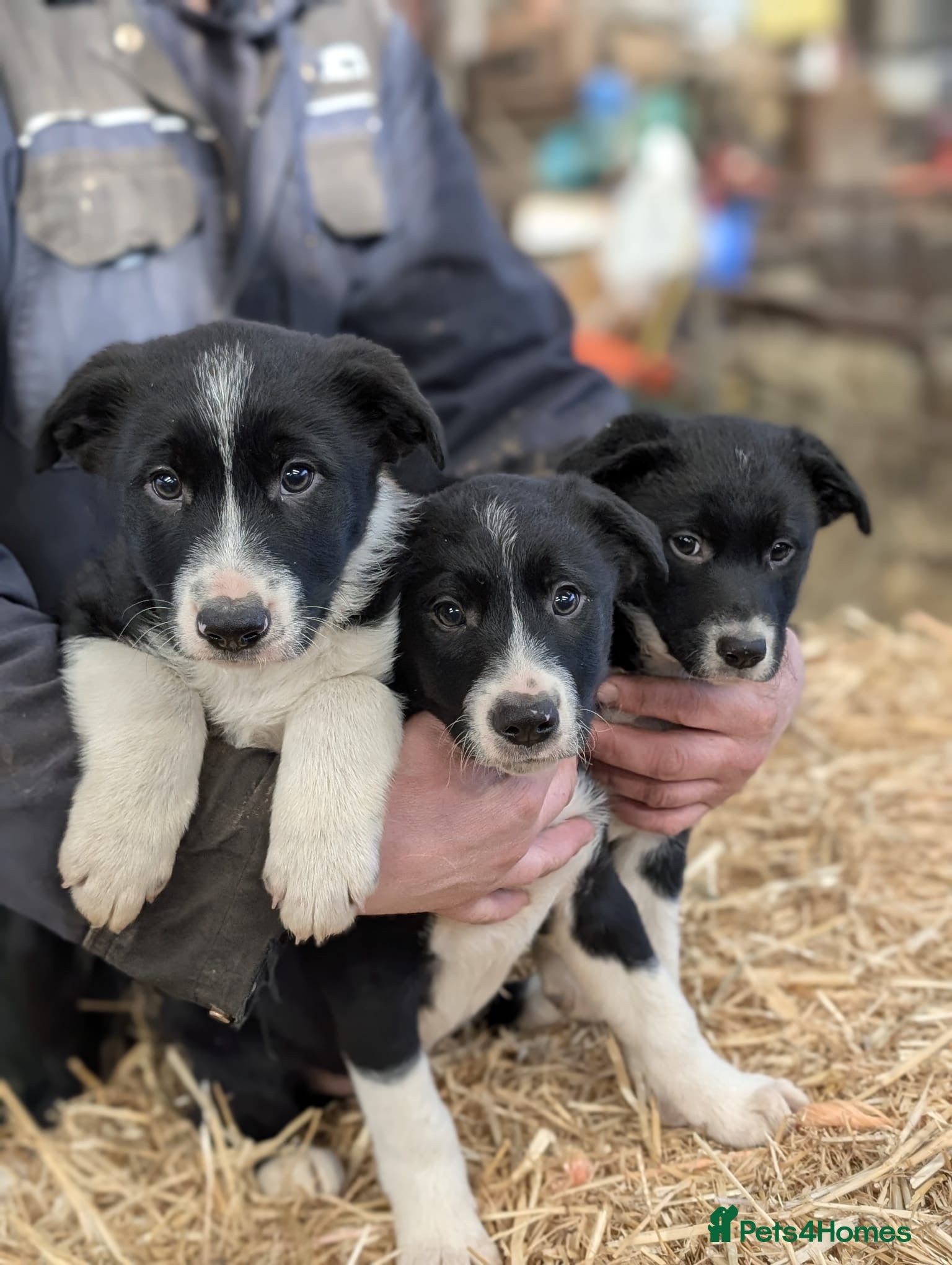 Border Collie dogs 3 border collie pups for sale  in Leyburn - Advert 6