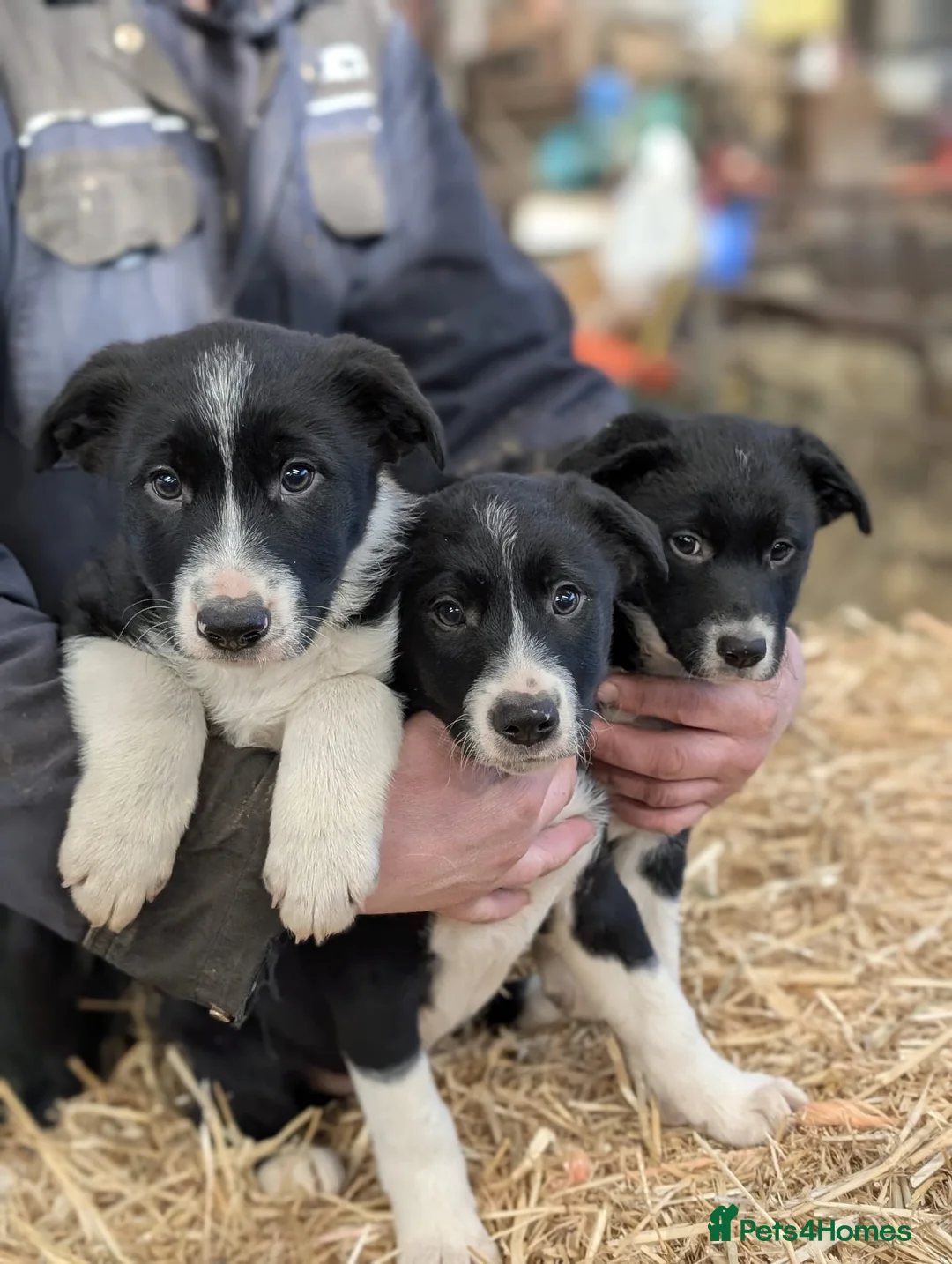 Border Collie dogs for sale: 3 border collie pups for sale  in Leyburn - Advert 1
