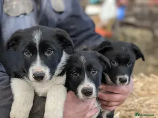 Border Collie dogs 3 border collie pups for sale in Leyburn - Advert 6