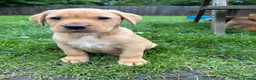 Labrador Retriever dogs for sale: Ready now Red Labrador puppies  - Advert 12