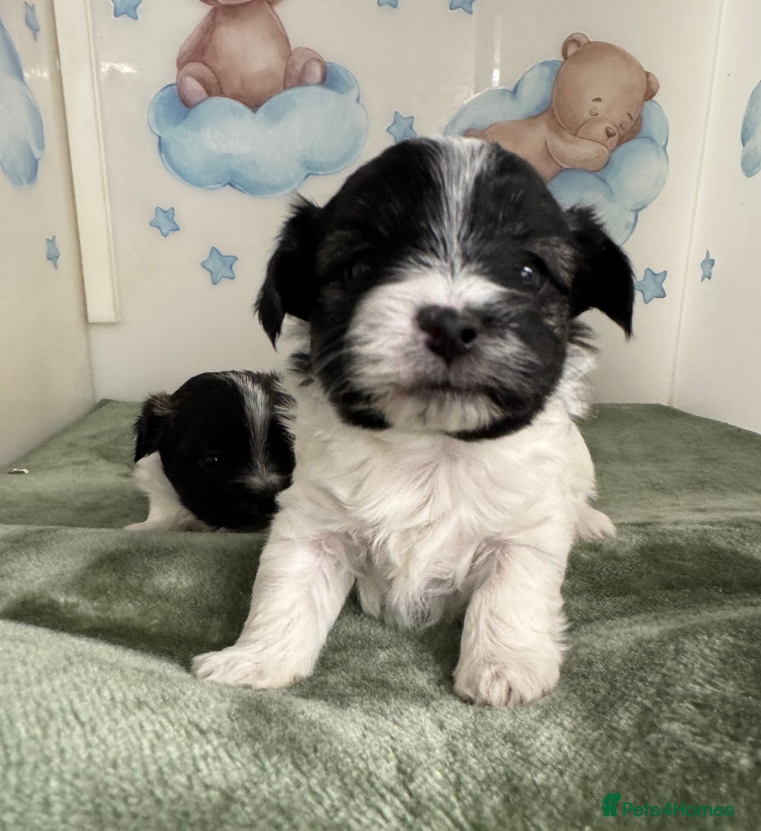 Mixed Breed dogs for sale: Tiny Terrier mix puppies  - Advert 11