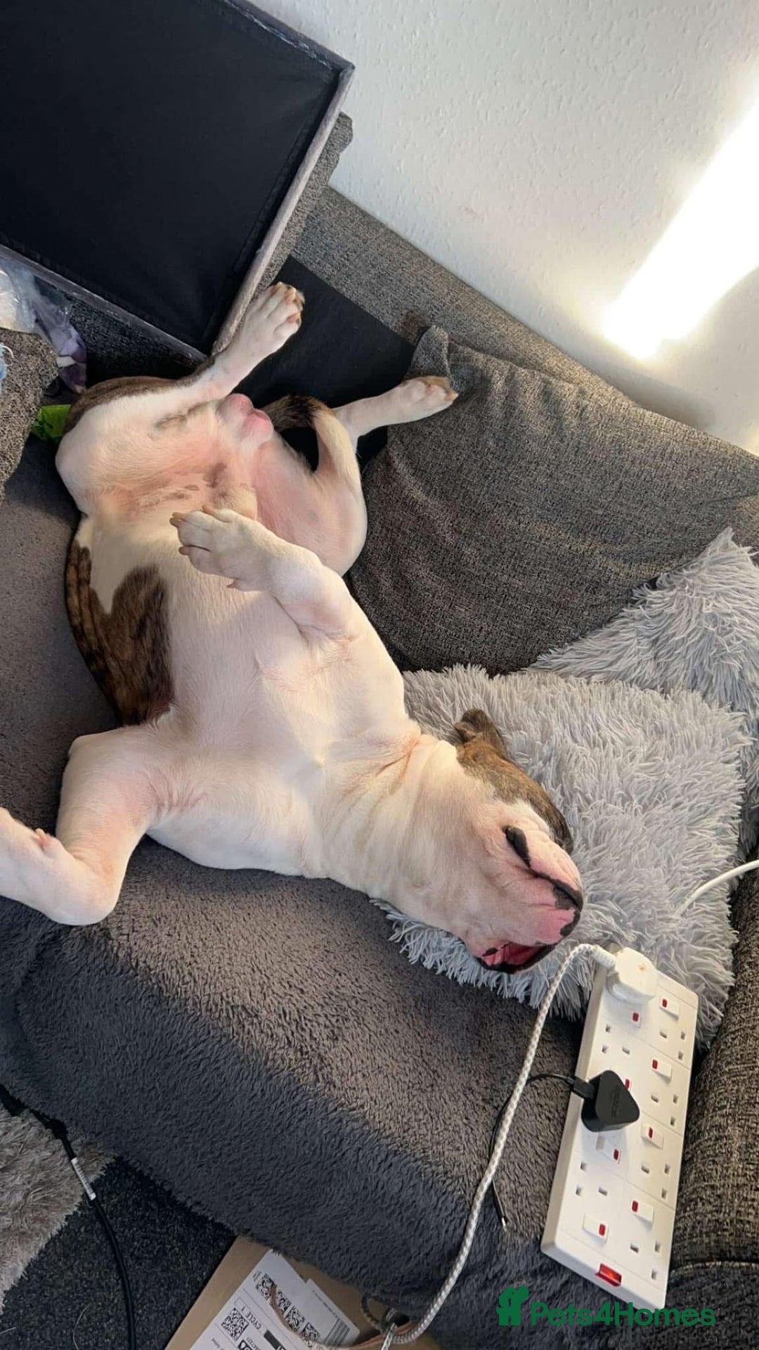 Mixed Breed dogs for stud: Boxer  - Advert 5