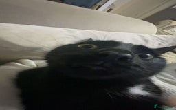 Bombay cats for sale: Ozzy needs a loving family! - Image 2