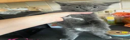 Mixed Breed cats for sale: Stunning Kittens Ready Now - Advert 7