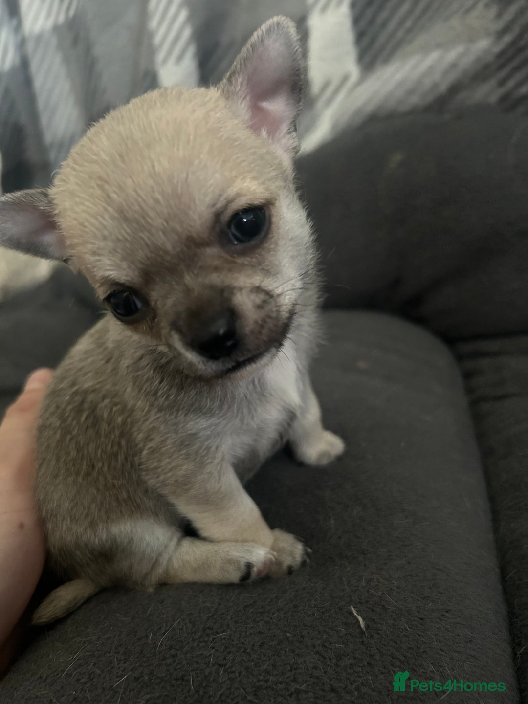 Chihuahua dogs for sale: smooth coat chihuahuas. Only the little boy left  - Advert 23