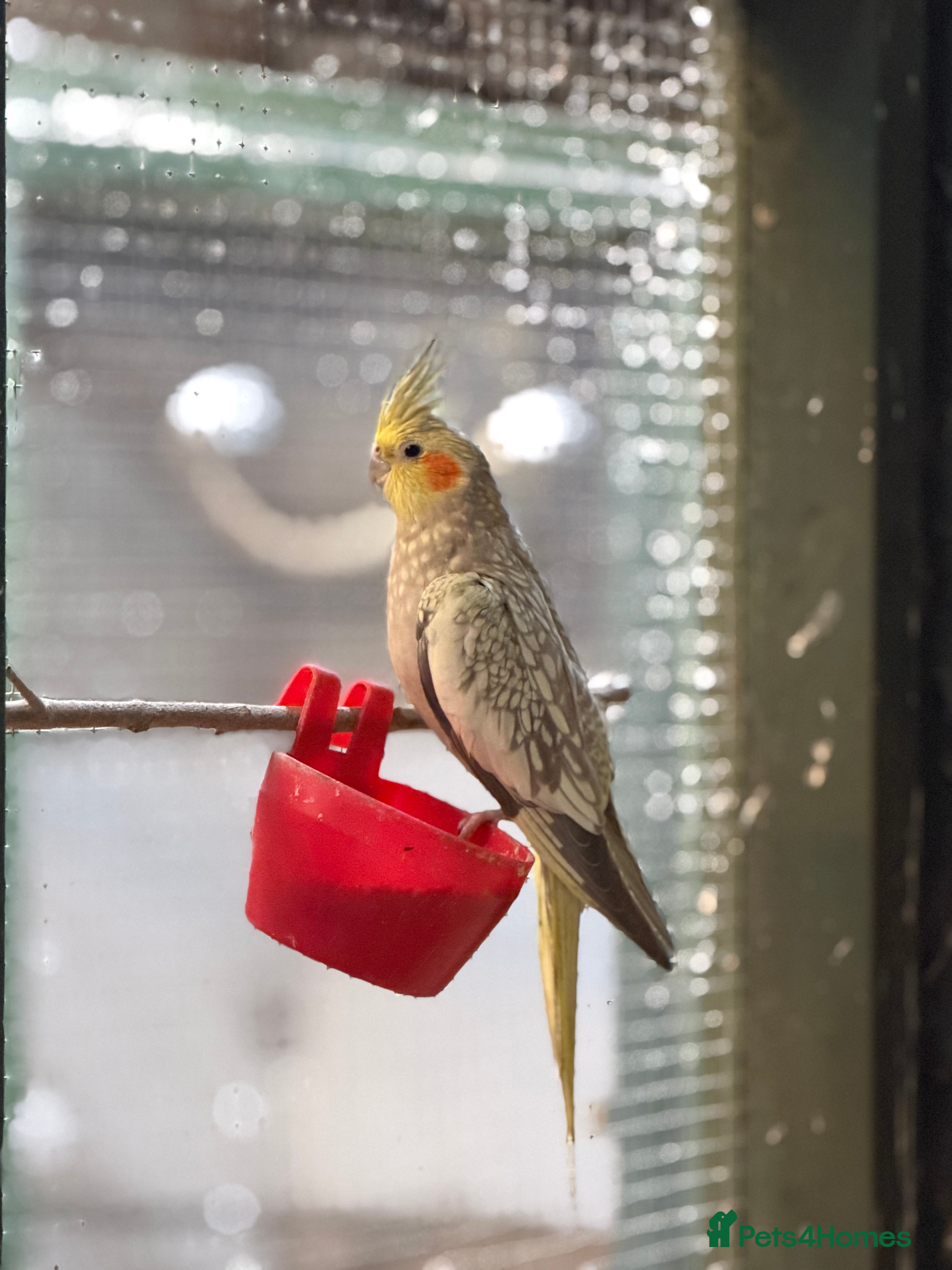 Cockatiels birds Cockatiel for sale - Advert 7