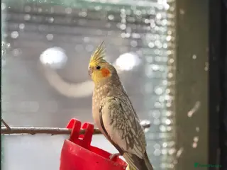 Cockatiels birds Cockatiel for sale - Advert 7