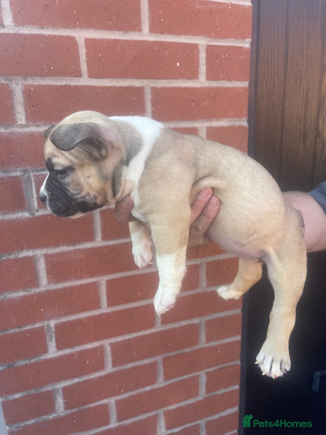 American Bully dogs for sale: ABKC pocket bullys - Image 2