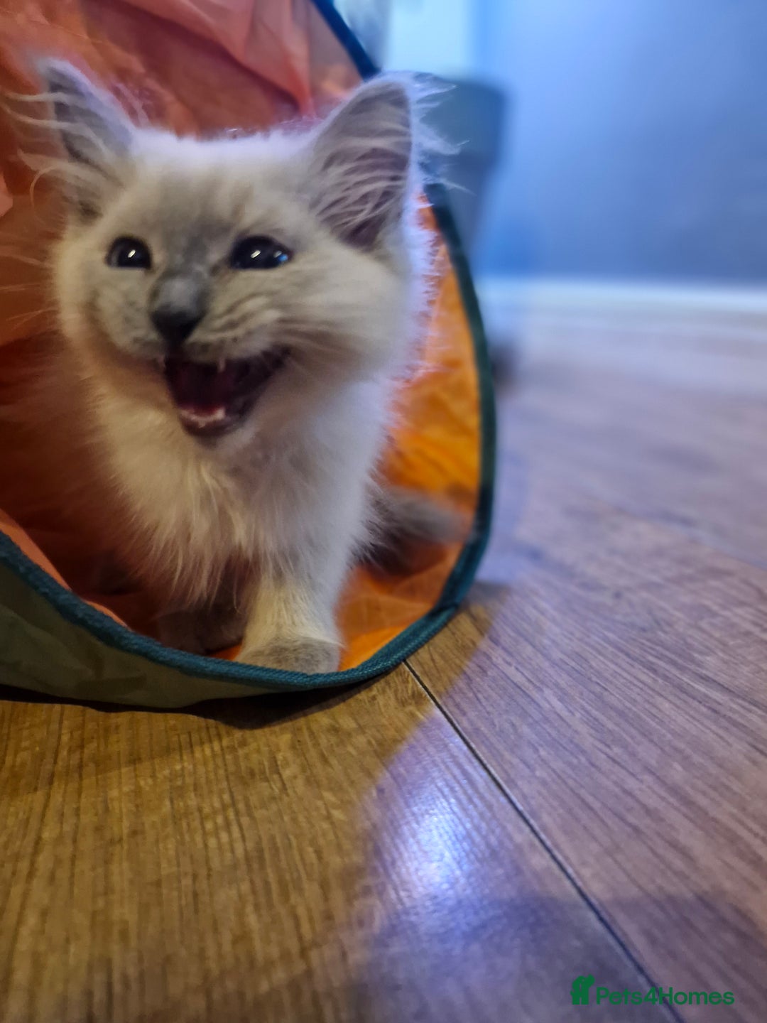 Ragdoll cats for sale: Adorable ragdoll kittens  - Image 6