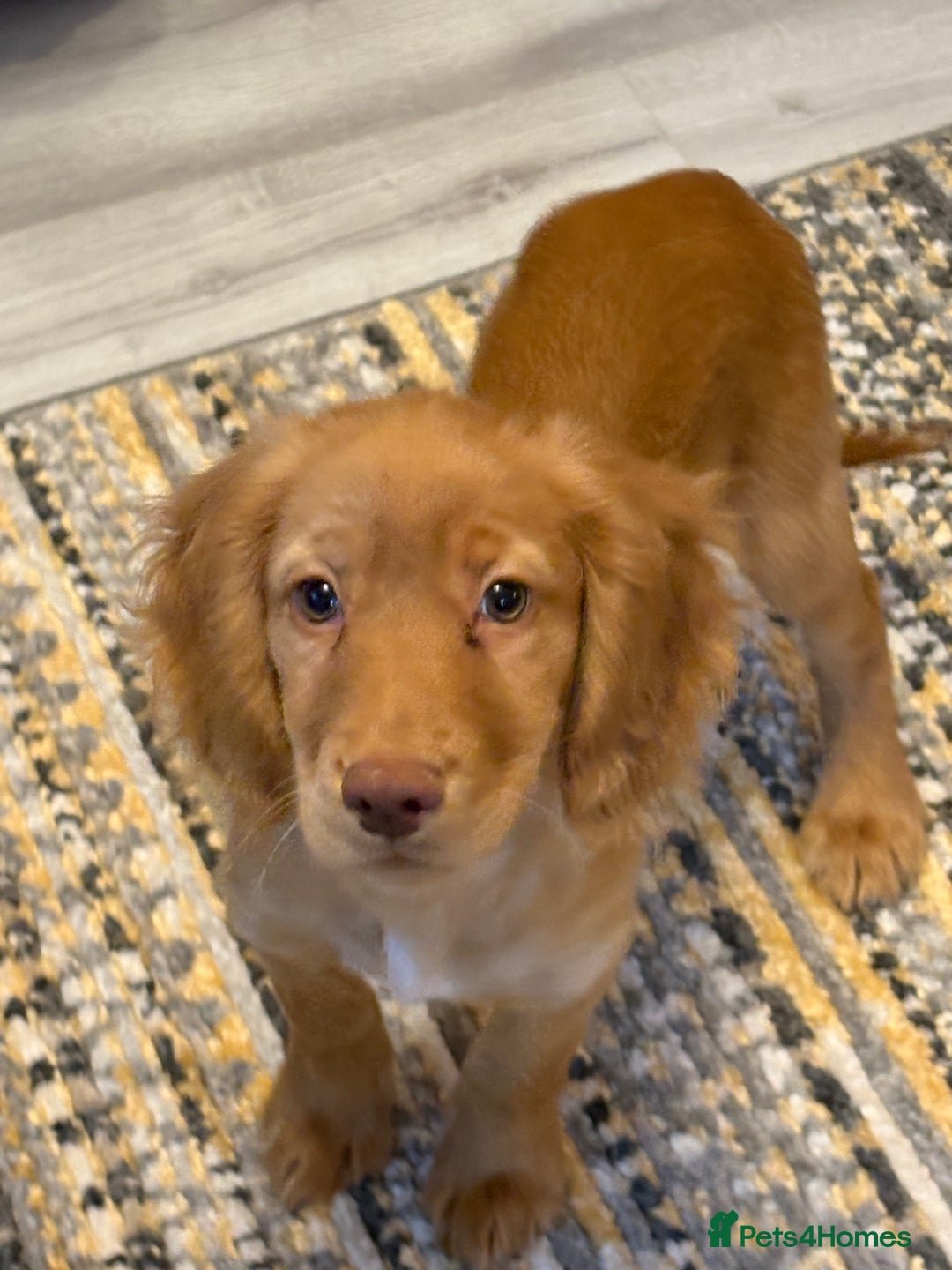 Cocker Spaniel dogs for sale: READY NOW FULLY VAX RED WORKING COCKER SPANIELS - Advert 4