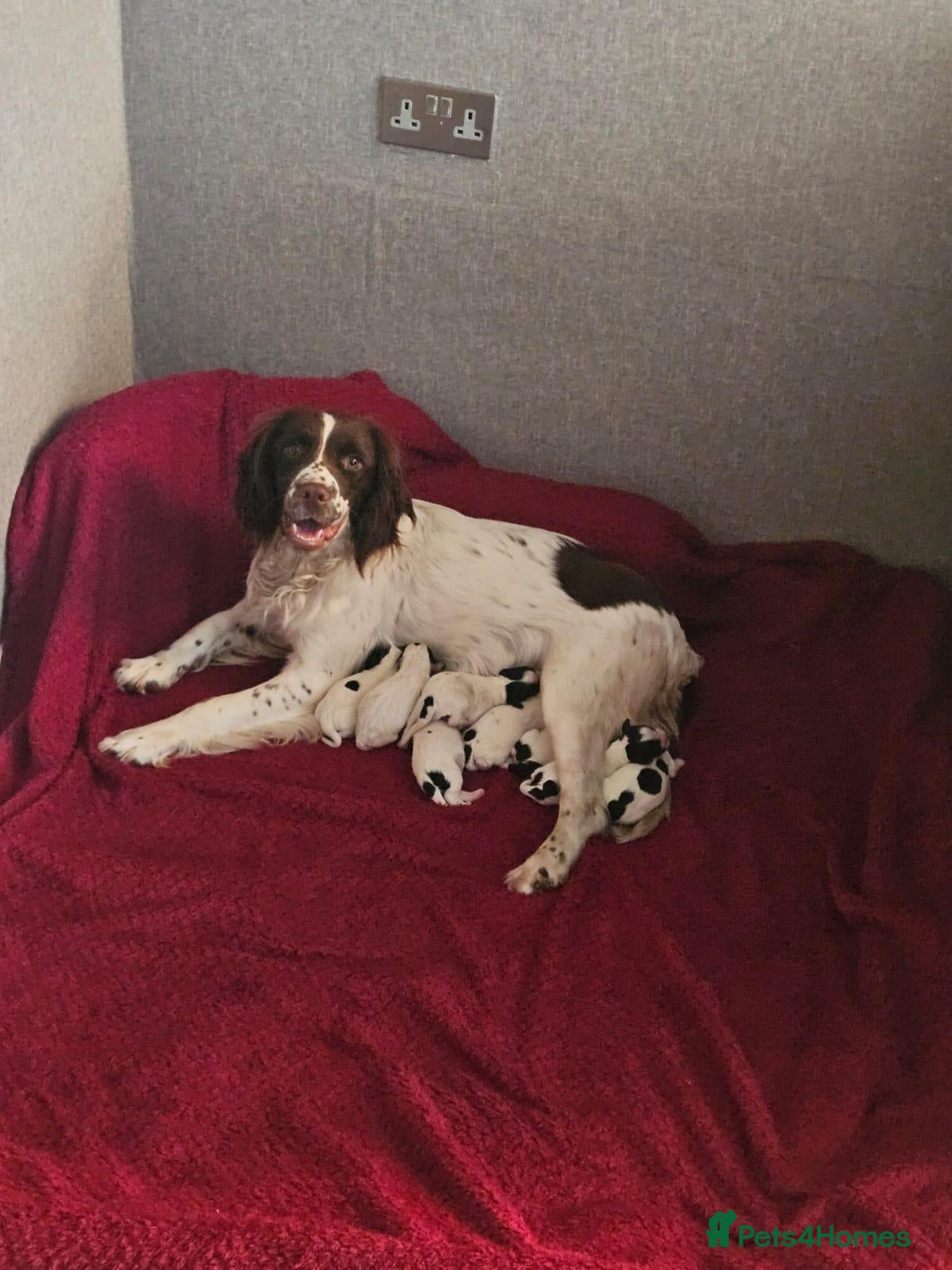 English Springer Spaniel dogs English spniel pups  - Advert 9