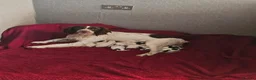 English Springer Spaniel dogs for sale: English spniel pups  in Larbert - Advert 1