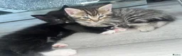Mixed Breed cats for sale: Black and white kitten £50 - Advert 8