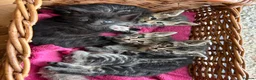 Maine Coon cats for sale: 1/2 Maine Coon Tabby, Grey Tabby and Black Kittens - Advert 1