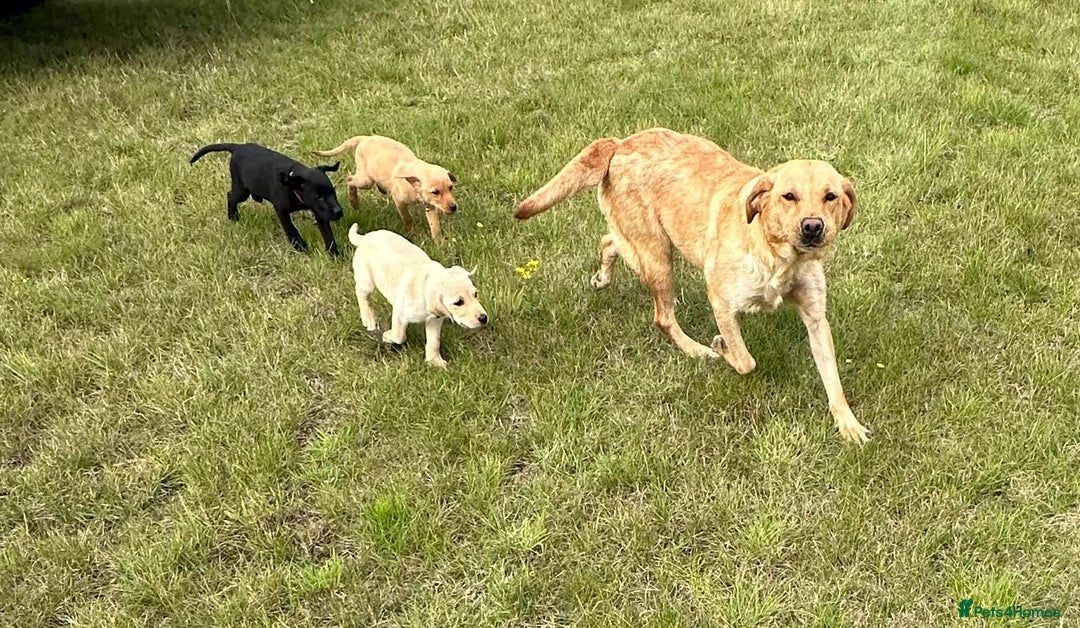 Labrador Retriever dogs for sale: Labrador puppies  - Image 8