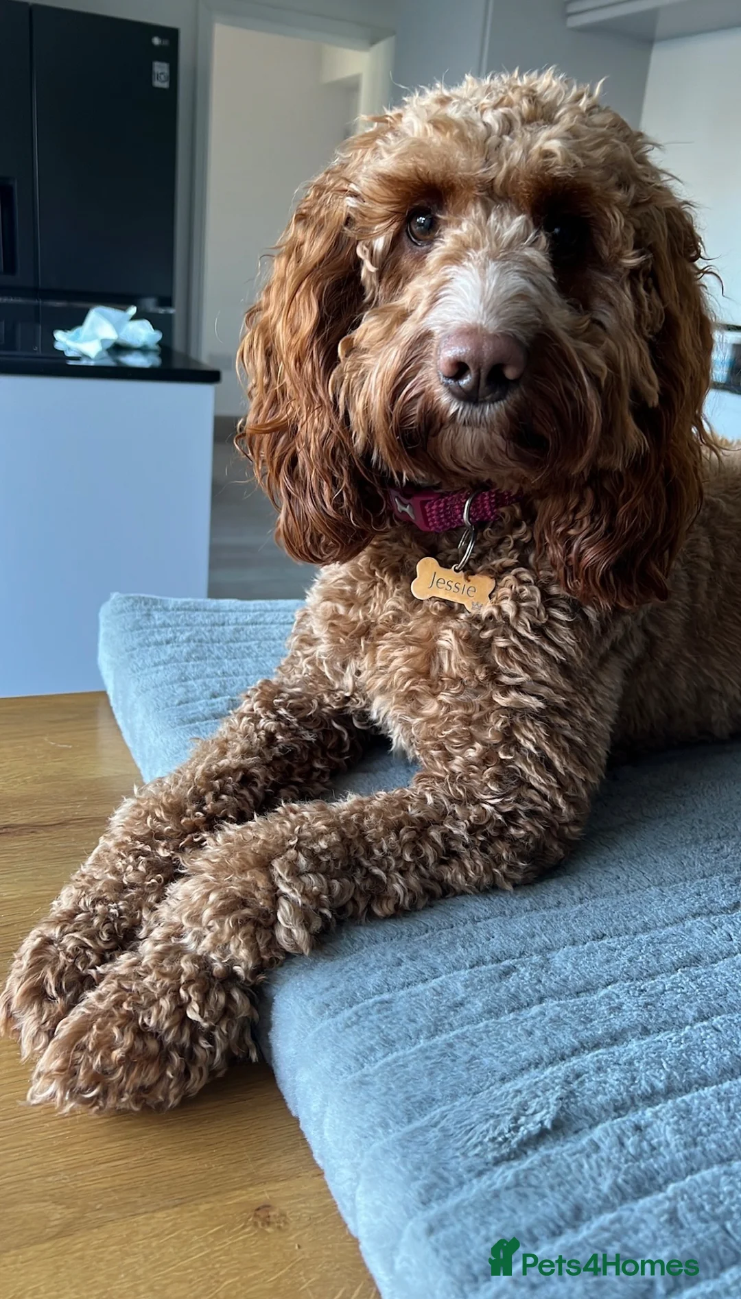 Cockapoo dogs for sale: Gorgeous cockapoo puppies in Nottingham - Advert 1