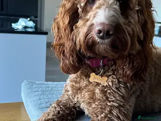 Cockapoo dogs Gorgeous cockapoo puppies - Advert 1