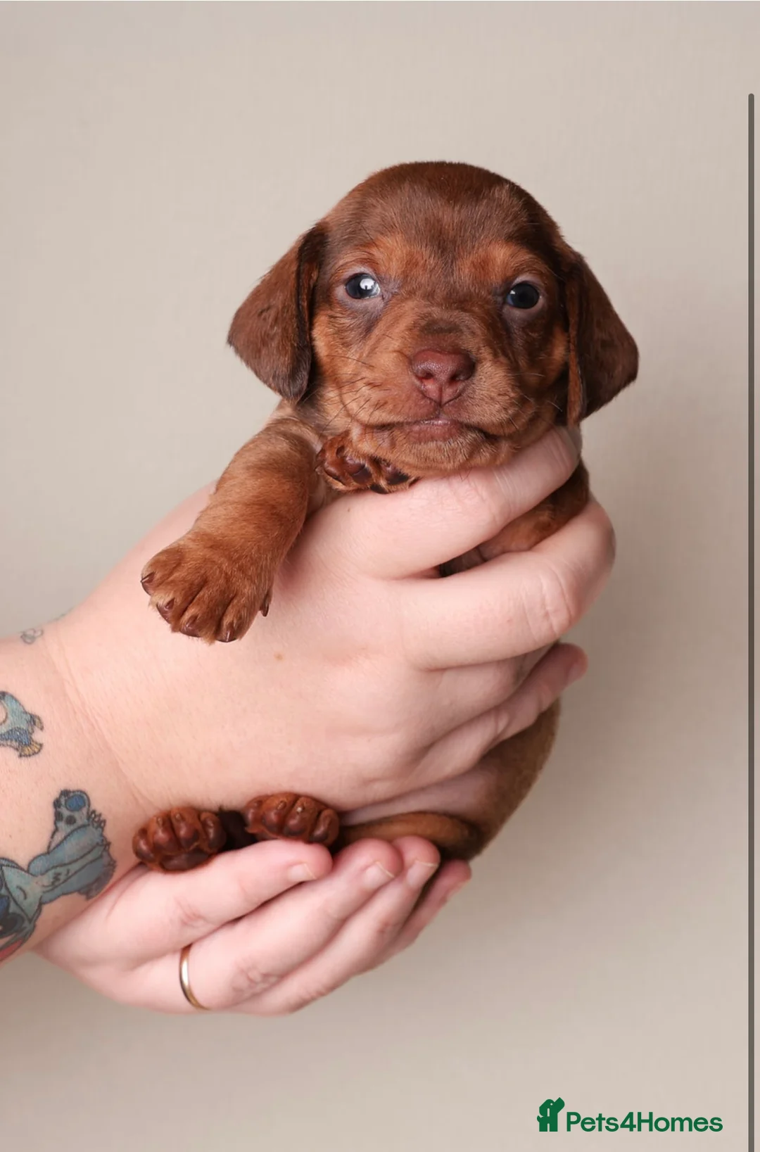 Dachshund dogs for sale: Dachshund choc-based-red puppies available now!! - Advert 24