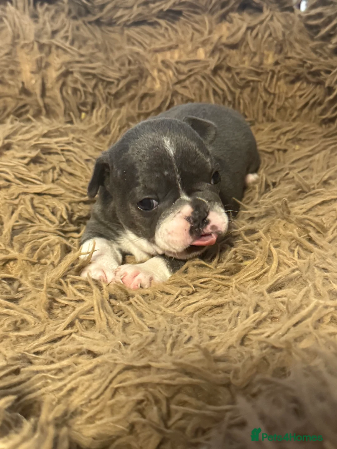 French Bulldog dogs for sale: French bulldog puppis  in Arbroath - Advert 2