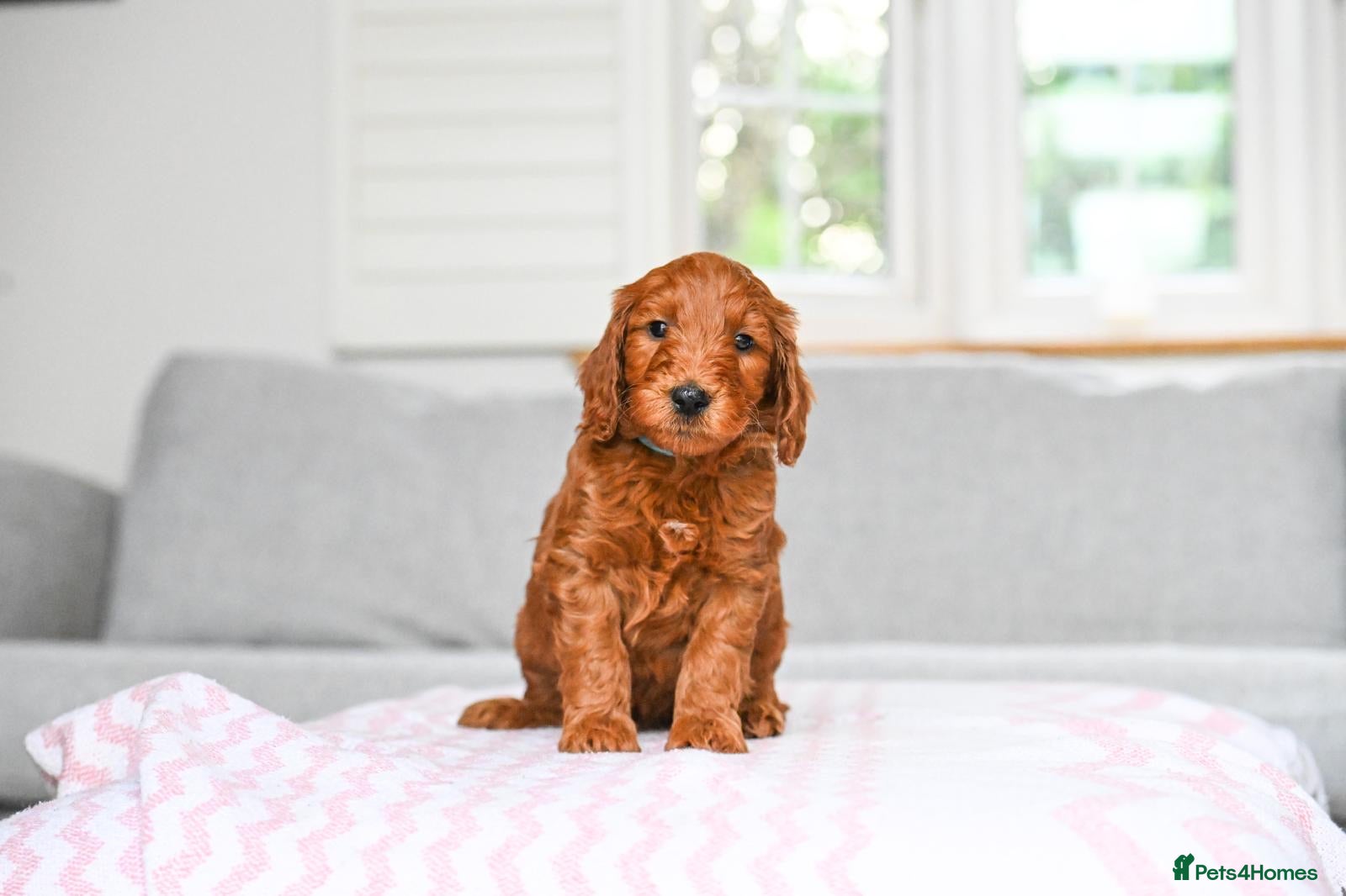 Mini Goldendoodle dogs *Ready for homes Easter * Only a few available  - Advert 2