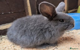 Mini Lop rabbits for sale: Mini lop baby rabbits  - Image 1