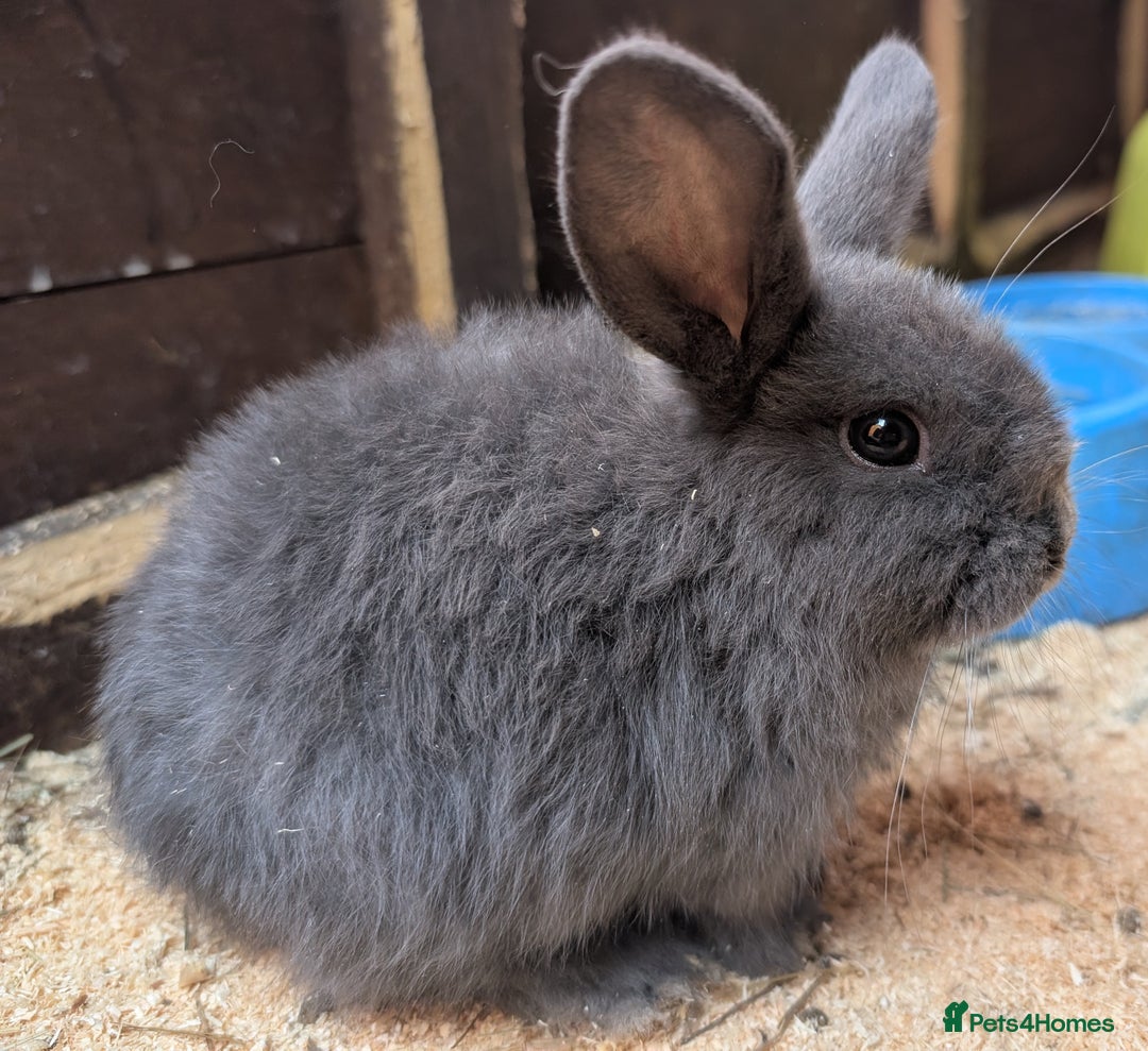 Mini Lop rabbits for sale: Mini lop baby rabbits  - Image 1