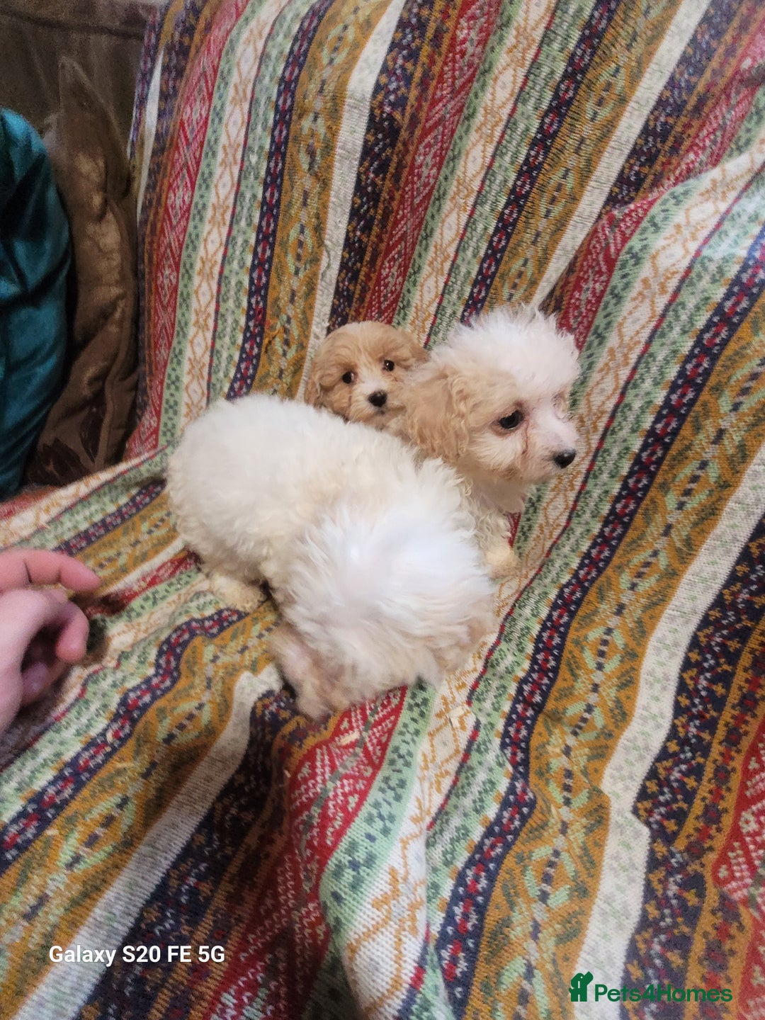 Miniature Poodle dogs for sale: Miniture poodle pups  - Advert 5