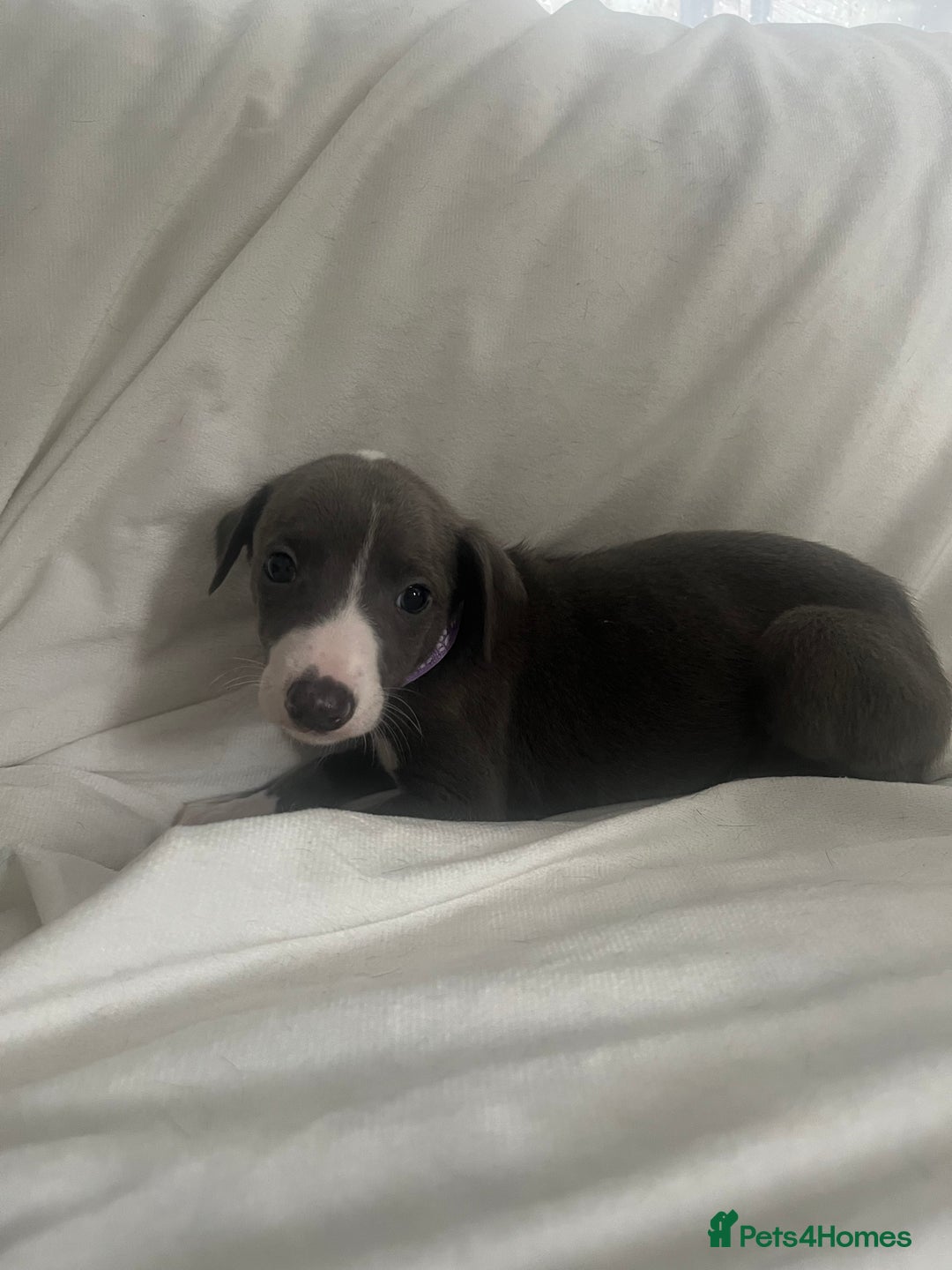 Whippet dogs for sale: kc registered Whippets  - Image 7