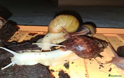 Snails invertebrates for sale: Mixed age and colour Giant African Land Snails - Image 8