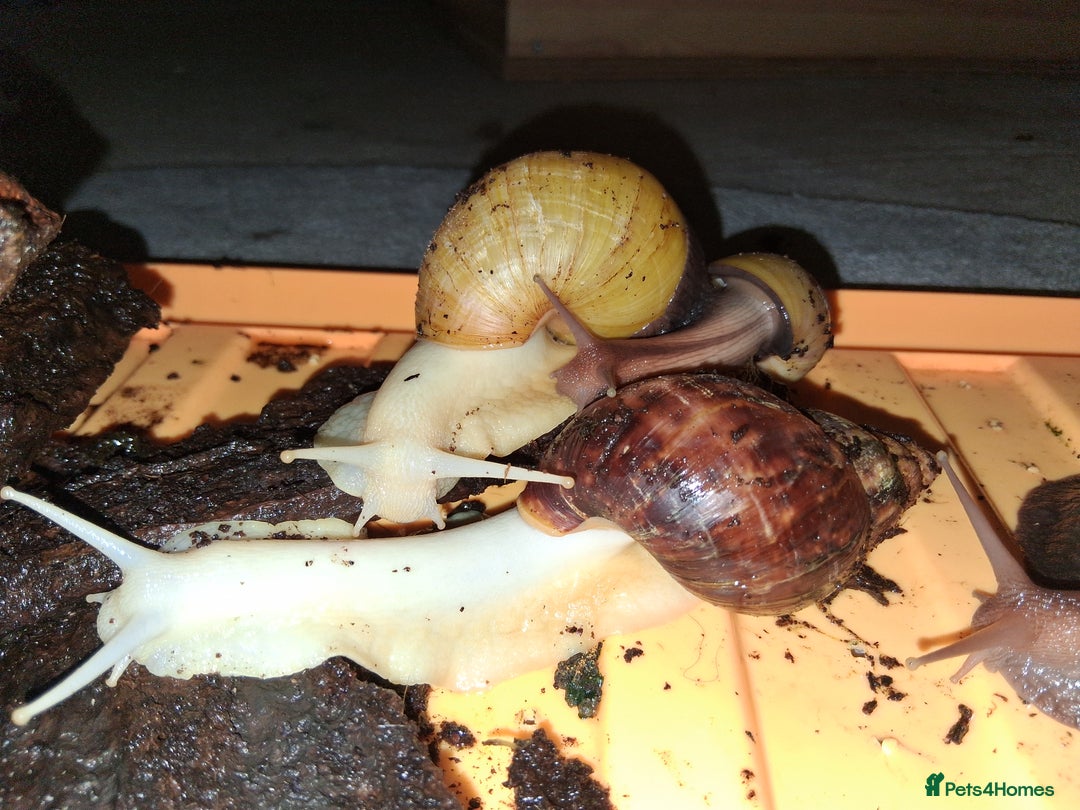 Snails invertebrates for sale: Mixed age and colour Giant African Land Snails - Image 8