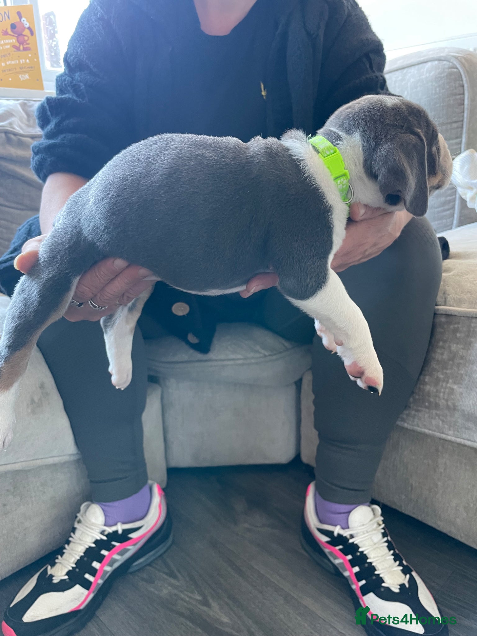 Old Tyme Bulldog dogs 6 left beautiful old tyme English bulldog puppies  - Advert 2