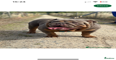Mixed Breed dogs - Advert 7
