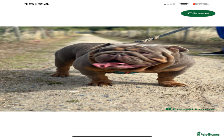 Mixed Breed dogs - Advert 1