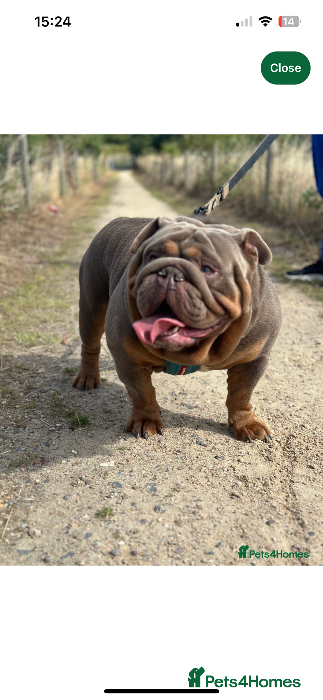 Mixed Breed dogs for sale: Bulldog puppy’s ready (5 BOYS LEFT 💙) - Image 1
